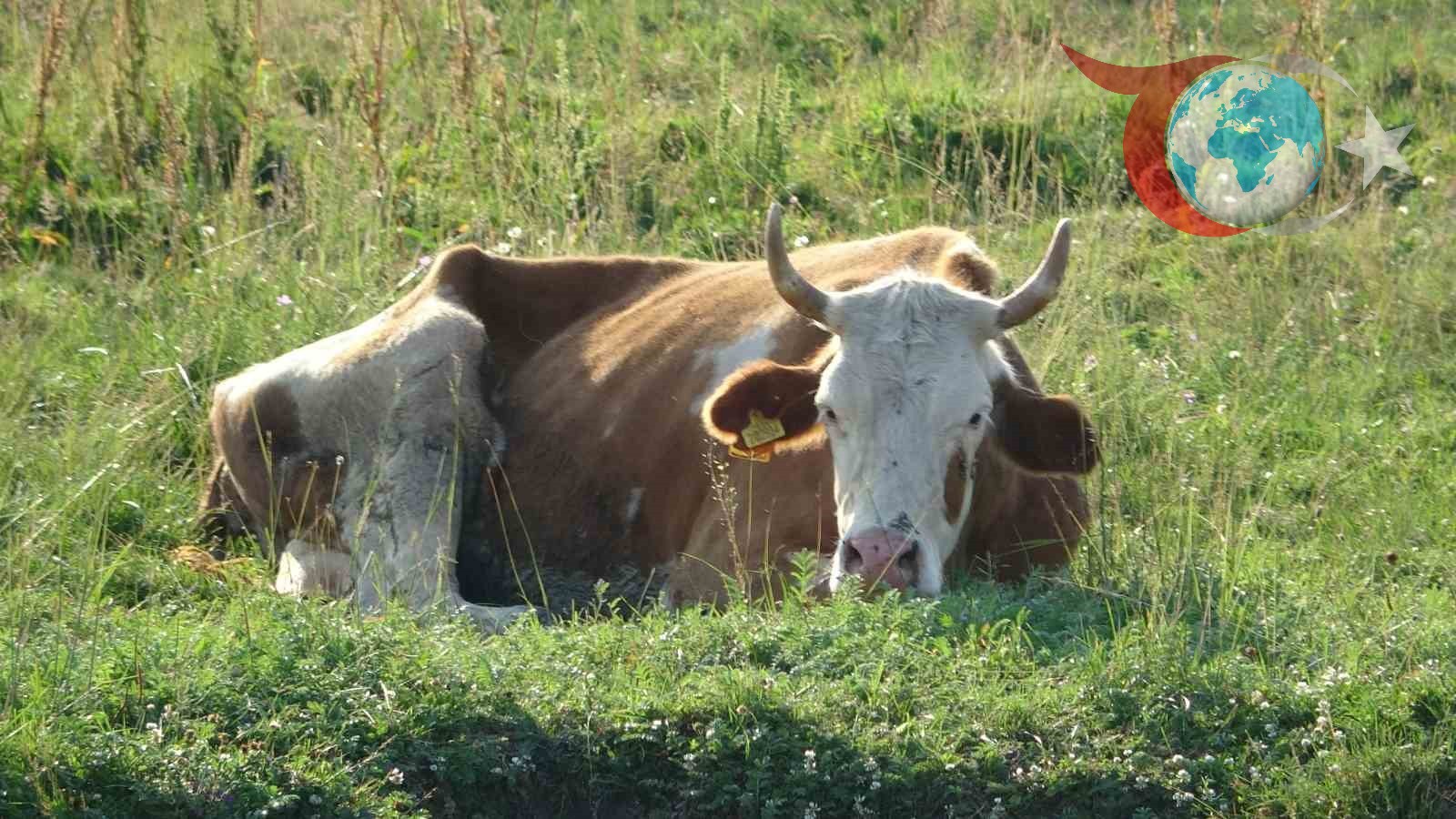 Ardahan'da Şap Hastalığı Krizi: Hayvancılık Tehlikede