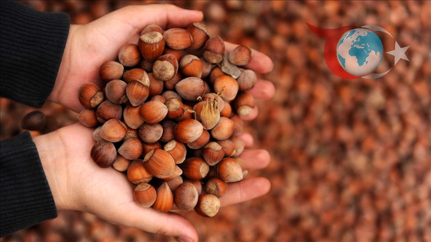 Fındık Üreticilerine Büyük Kolaylık: 2025-2026 Sezonu Alım Fiyatları Açıklandı