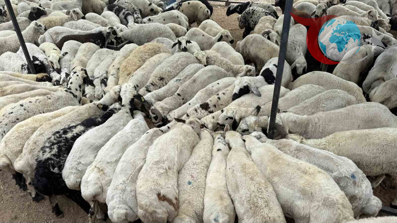 Adana'da Şap Hastalığı Tehlikesine Karşı Önlemler Artırıldı