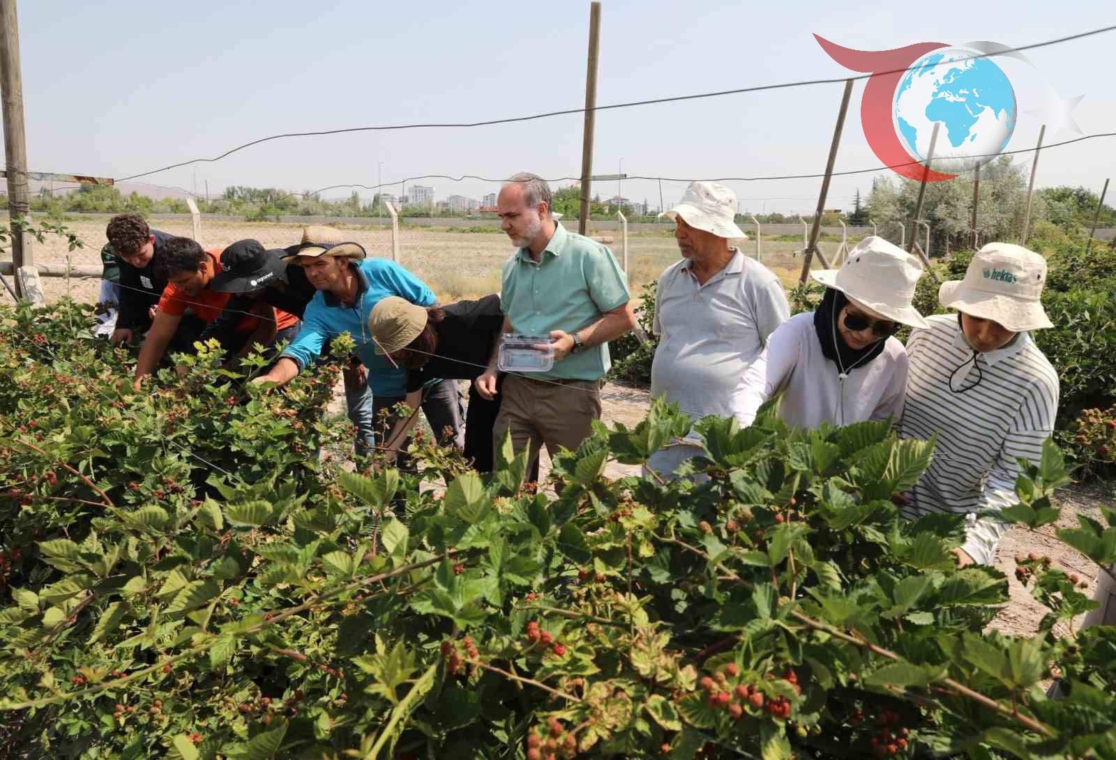 Niğde'de Jumbo Böğürtlen Hasadı: Üniversiteden Uygulamalı Tarım Atağı