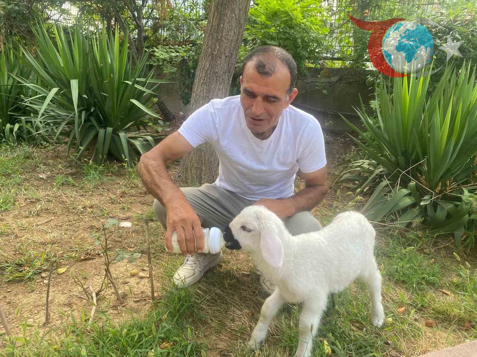 Üsküdar'da 12 Günlük Kuzusunu Evladı Gibi Büyüten Hayvansever: Rasim Yurdagelen