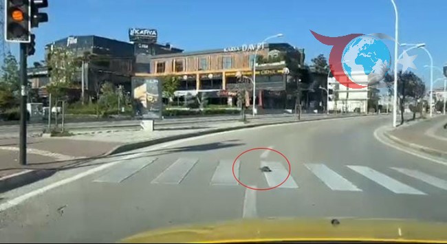 Bursa'da Trafik Kurallarına Uyan Kaplumbağa Gülümsetti