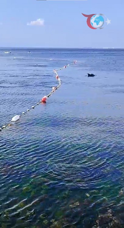 Caddebostan Sahilinde Yunuslarla Büyüleyici Yüzme Deneyimi