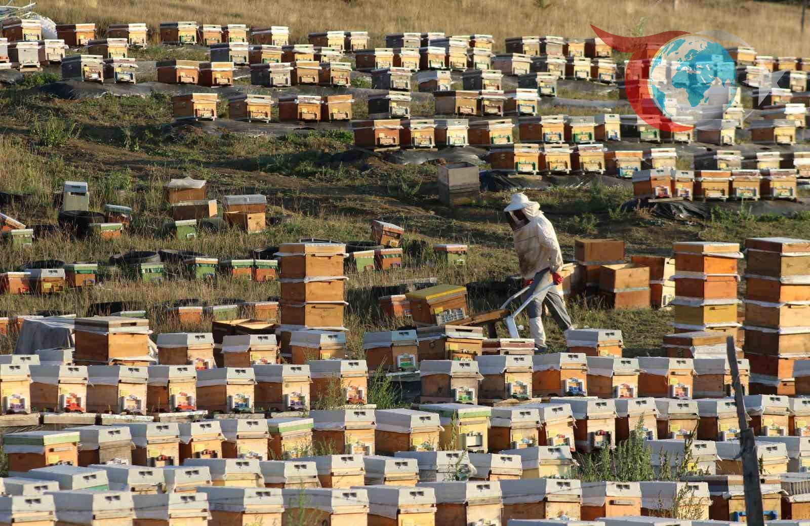 Bayburt’un Yüksek Rakımlı Yaylalarında Bal Hasadı Başladı