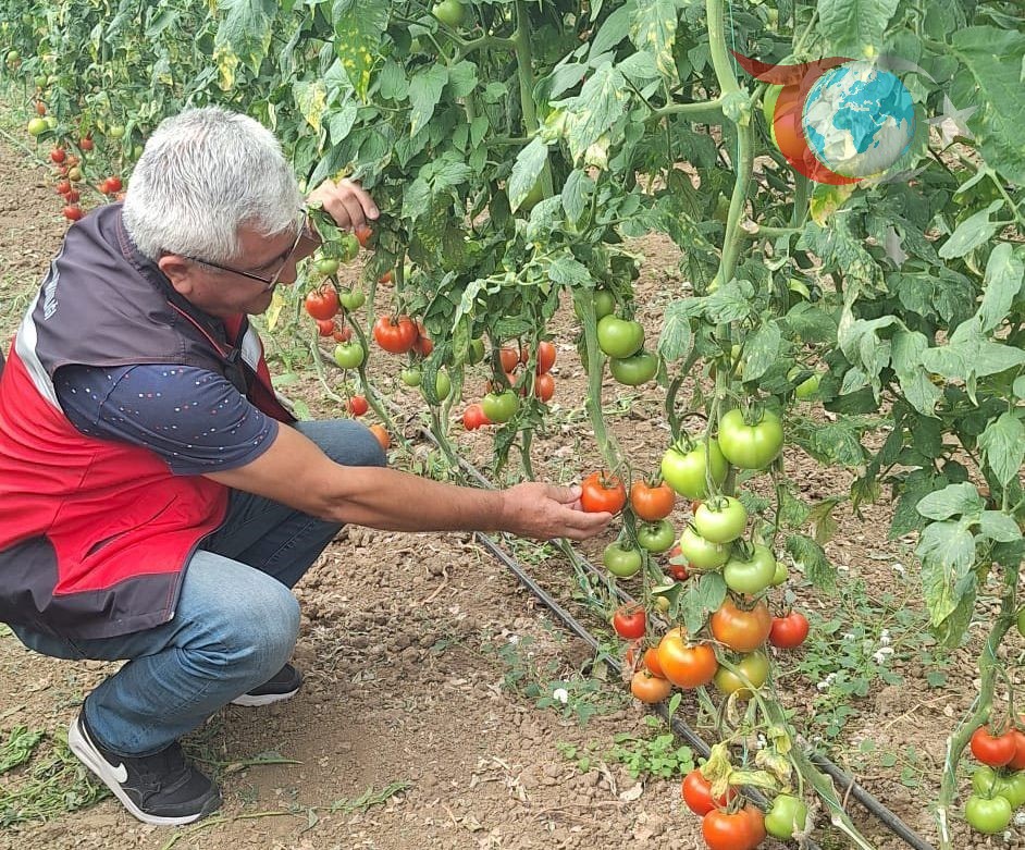 Kütahya'nın Gururu: Simav Eynal Domatesleri Denetimden Geçti