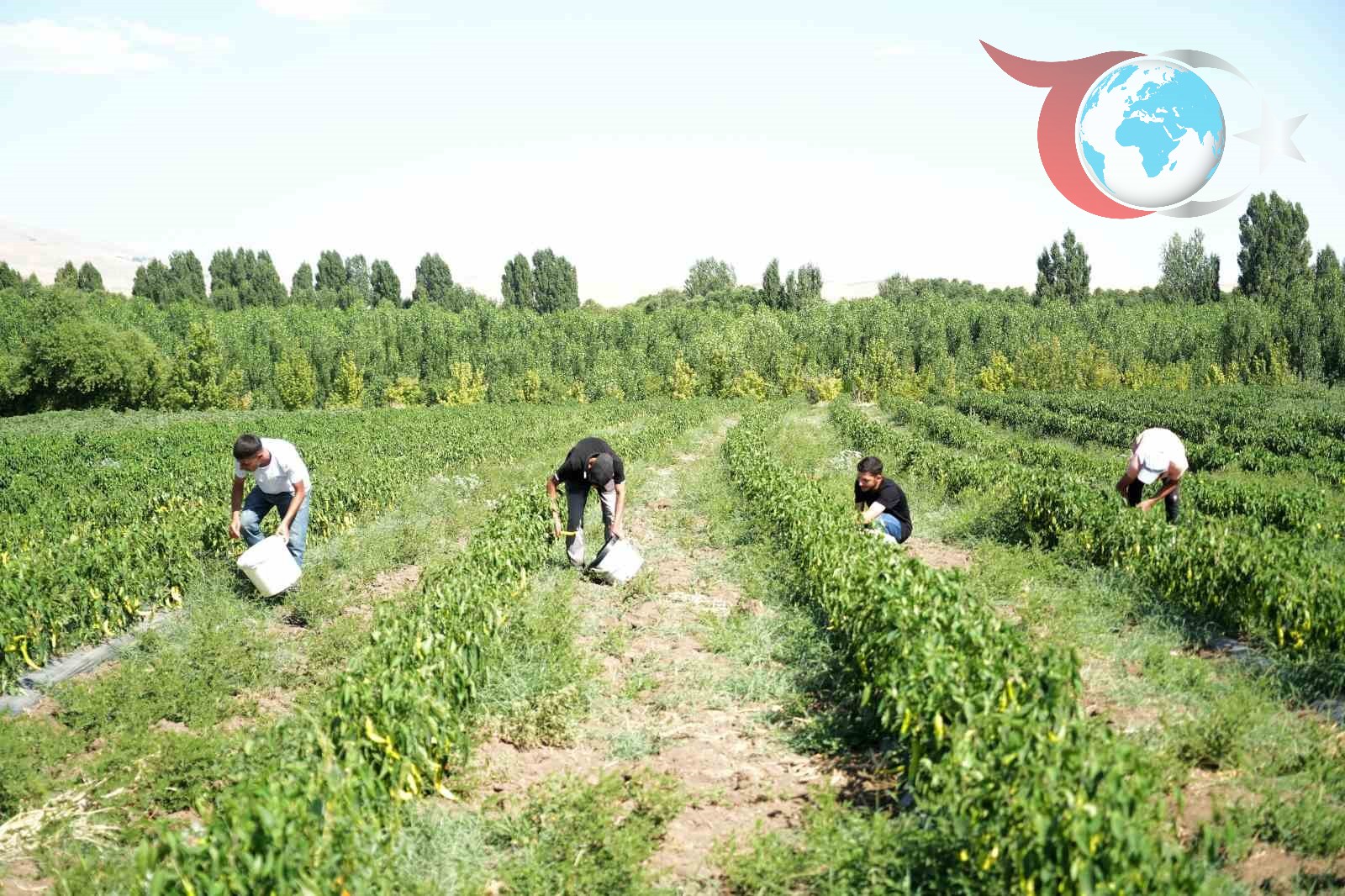 Kavurucu Yaz Sıcaklarında, Muş'ta Kurutmalık Sebze Bereketi