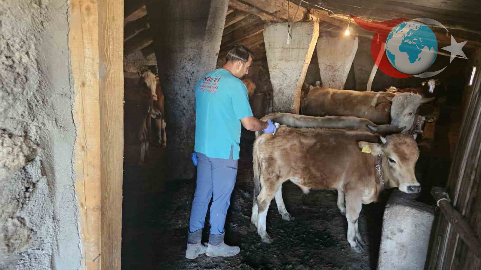Ağrı'da Şap Hastalığına Karşı Etkin Aşılama Çalışmaları