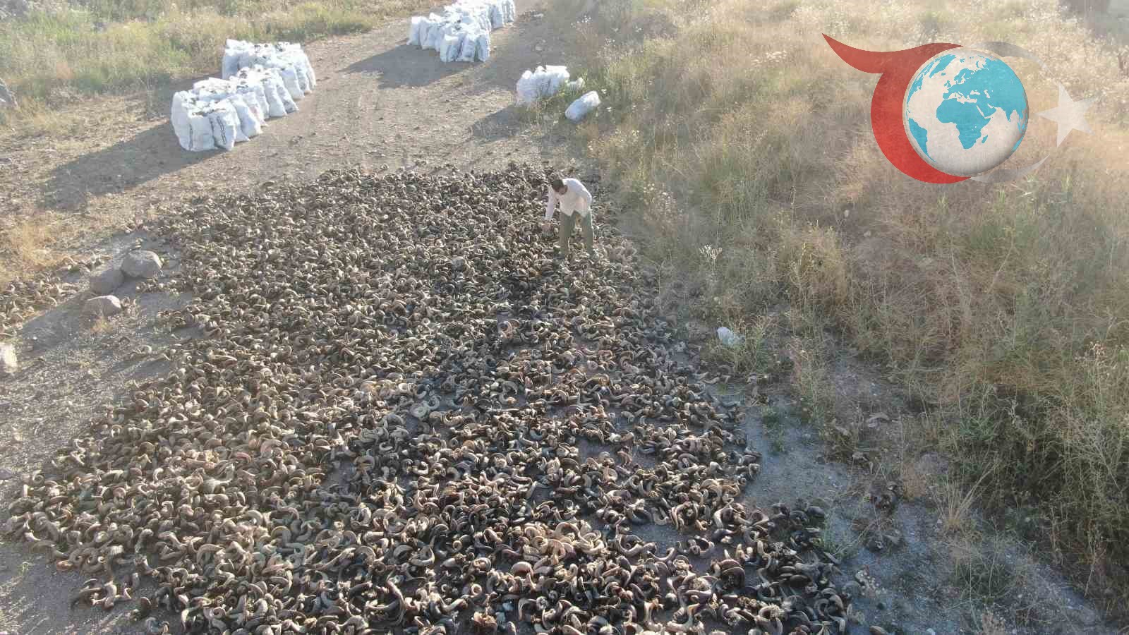 Koçboynuzlarıyla Sivas Bıçağının Yolculuğu Başladı