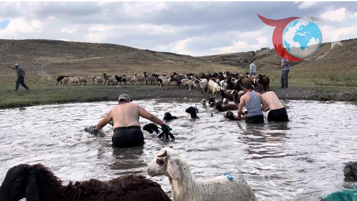 Kars'ta Hayvanların Sıcaktan Korunma Yöntemi: Derede Yüzme