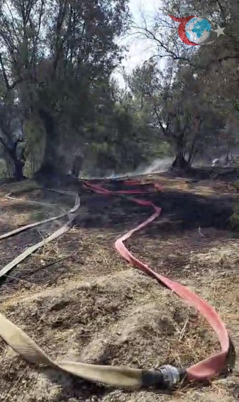 Mudanya'da Çıkan Yangın Kontrol Altına Alındı: Mahalleli İlk Müdahaleyi Yaptı