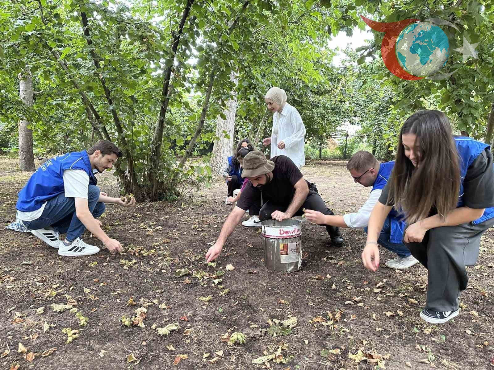 Düzce'de Gönüllü Gençler Fındık Hasadında