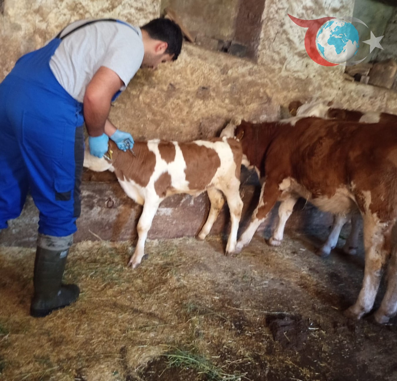 Bayburt ve Aydıntepe'de Sonbahar Şap Aşılama Seferberliği Başladı