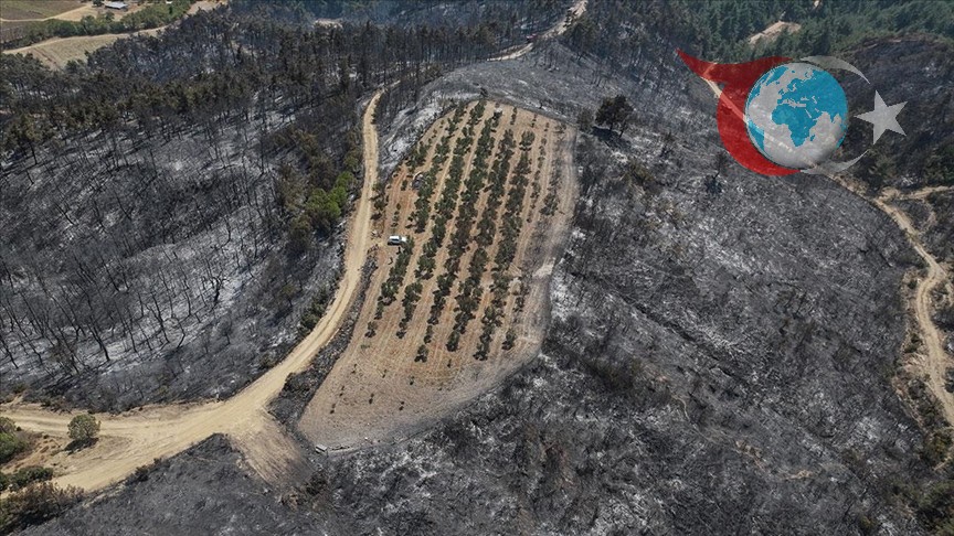 Çanakkale'deki Orman Yangını Kontrol Altına Alındı, Zeytinlik Mucizevi Şekilde Kurtuldu