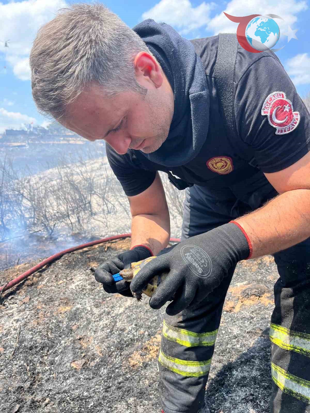 Kocaeli'de Kahraman İtfaiye Erinin Kaplumbağa Kurtarma Hikayesi