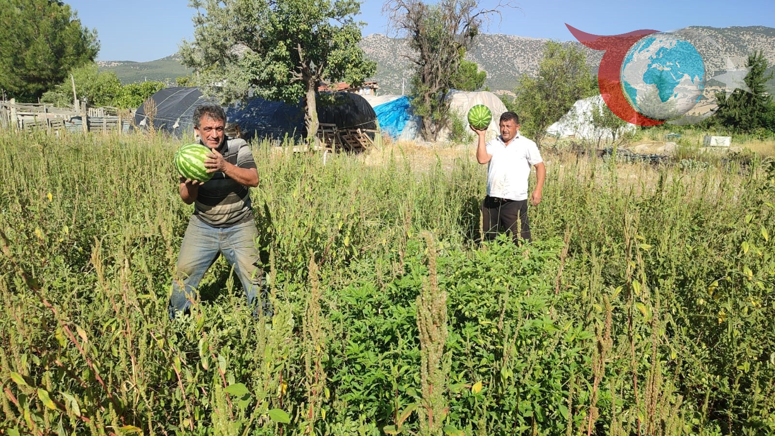 Denizli'de Karpuz Üreticisinin Yenilikçi Çözümü: Tarlada Bedava Karpuz!