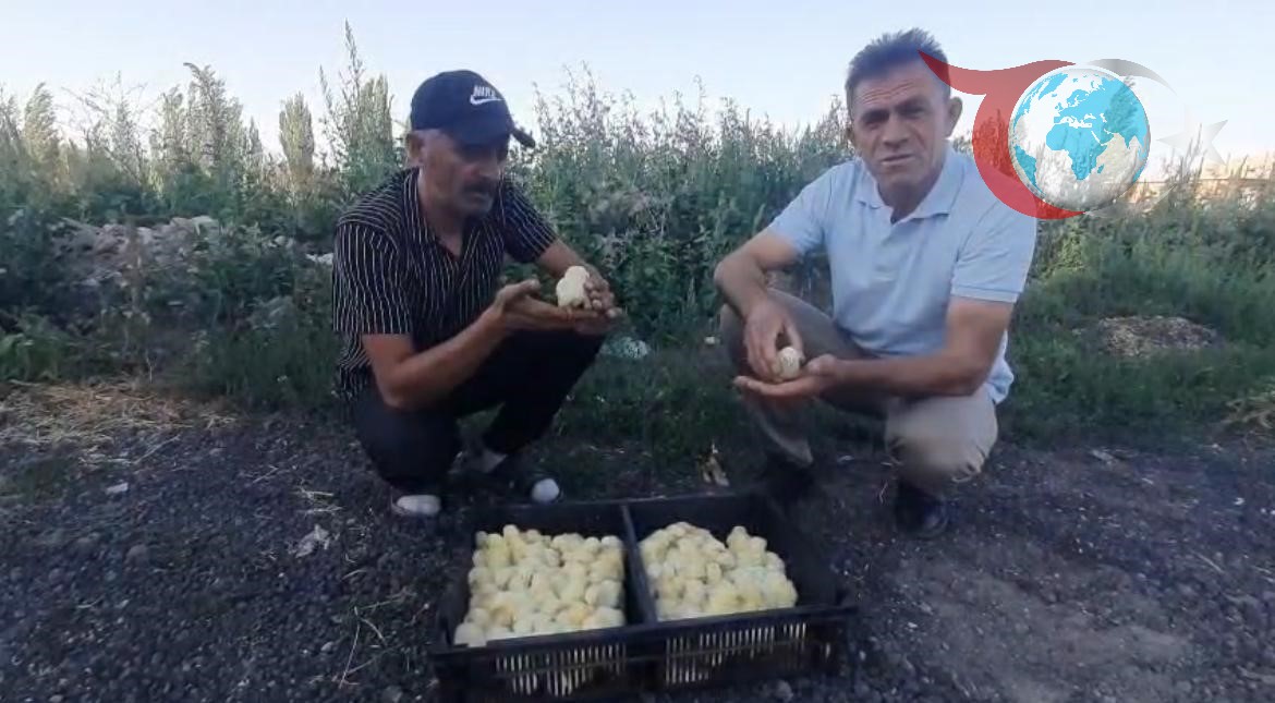 Nevşehir’de Dört Ayaklı Civcivin Sıra Dışı Hikayesi