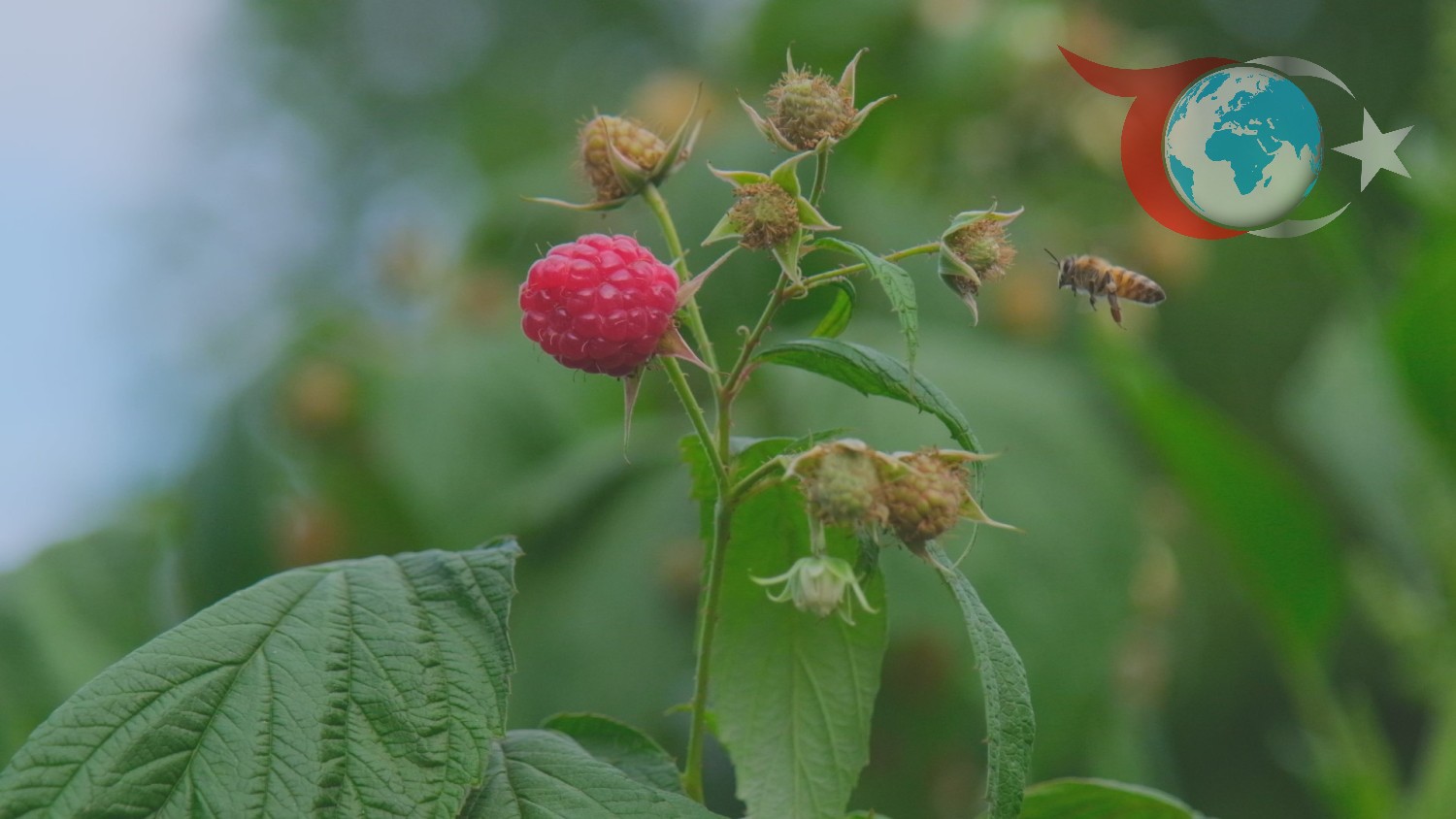 Bursa'da Ahududu Üretimi Tehlike Altında: Üreticiler Çözüm Bekliyor
