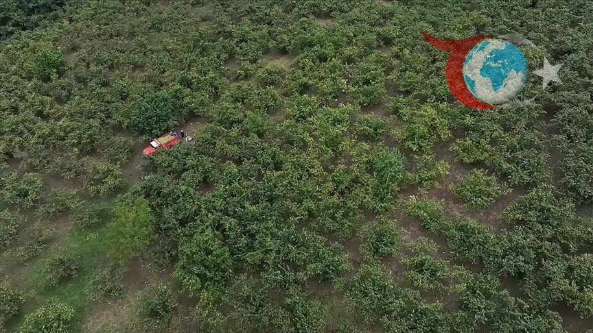 Çocuklarda Yabancı Cisim Tehlikesi: Fındık Hasadı Döneminde Artış Gösteriyor