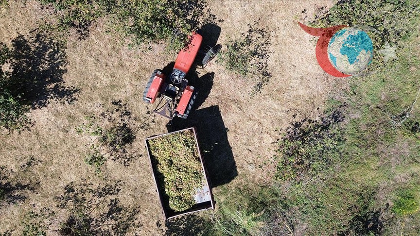 Bafra'da Fındık Üretimi ve Kahverengi Kocarca Mücadelesi