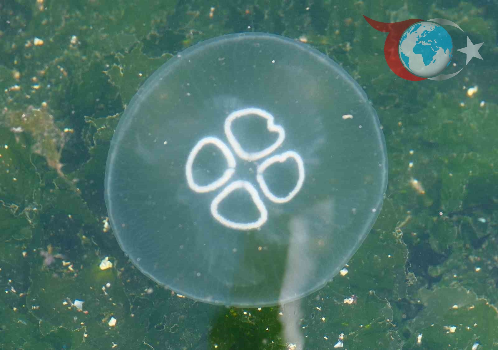 Marmara Denizi'nde Denizanası Tehlikesi ve Ekolojik Dengenin Bozulması