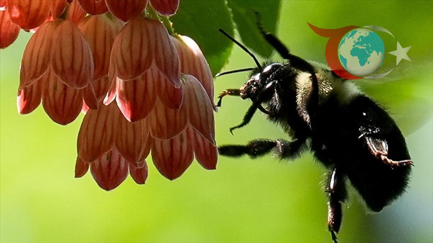 Yaban Arılarının Besin Tercihleri ve Mevsimsel Değişimler