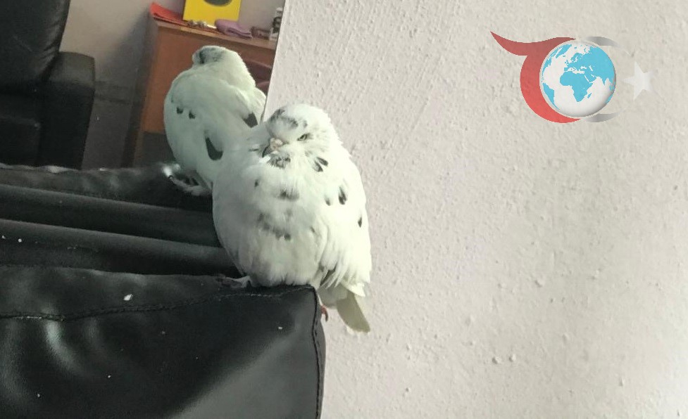 Kayıp Güvercin "Şans" İçin Gözyaşı: Emlakçı Soner Güler'in Duygusal Çağrısı