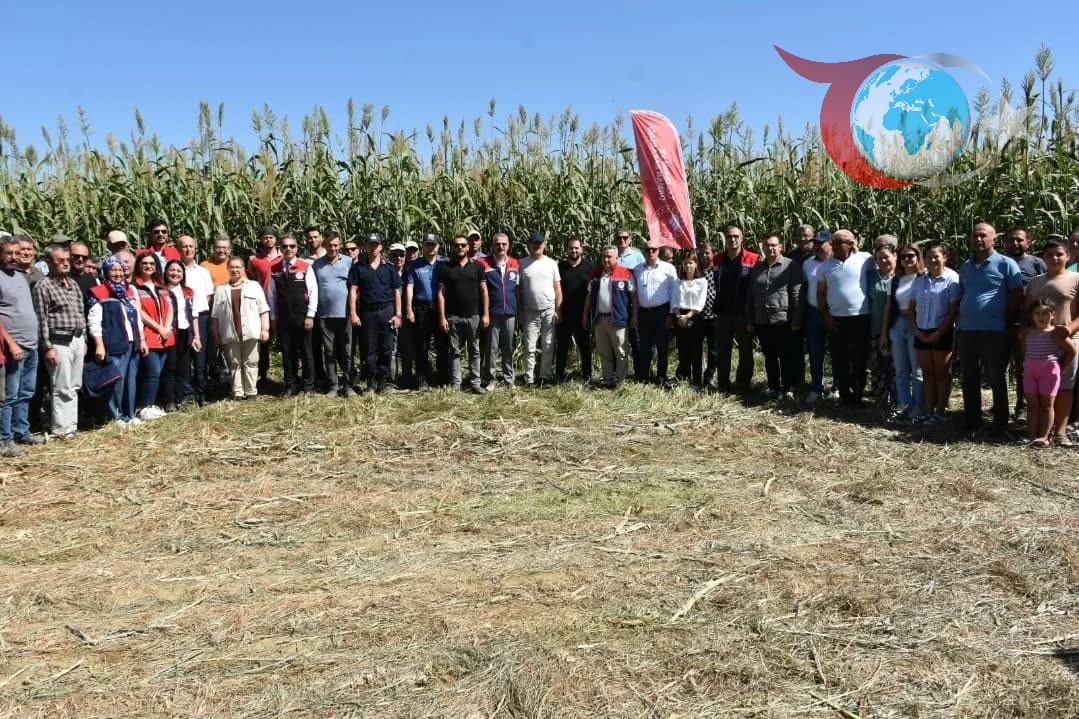 Aydın'da Sorgum Sudan Otu Melezi Hasat Başarısı Getirdi
