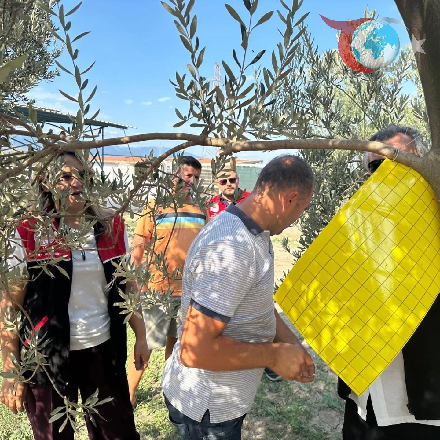 Edremit’te Zeytin Sineğine Karşı Yenilikçi Mücadele: Feromon ve Yapışkan Tuzak Dağıtıldı