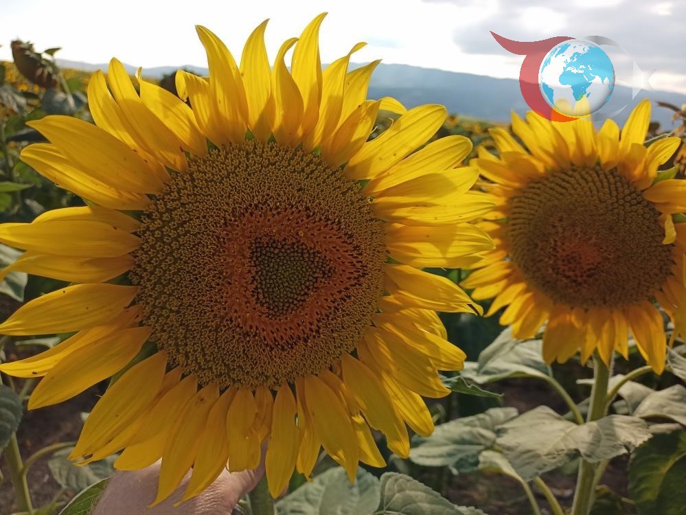Ayçiçeği Üreticilerine Müjde: KARADENİZBİRLİK'ten %53 Zam!