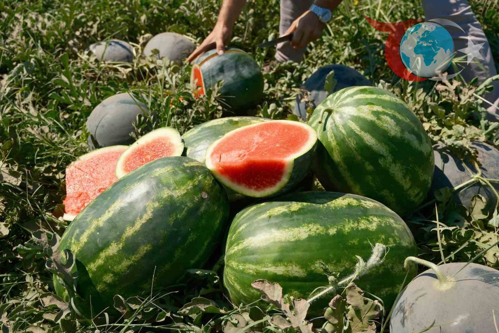 Karacabey Ovası'nda Karpuz Krizi: Tarlada Ucuz, Marketlerde Pahalı