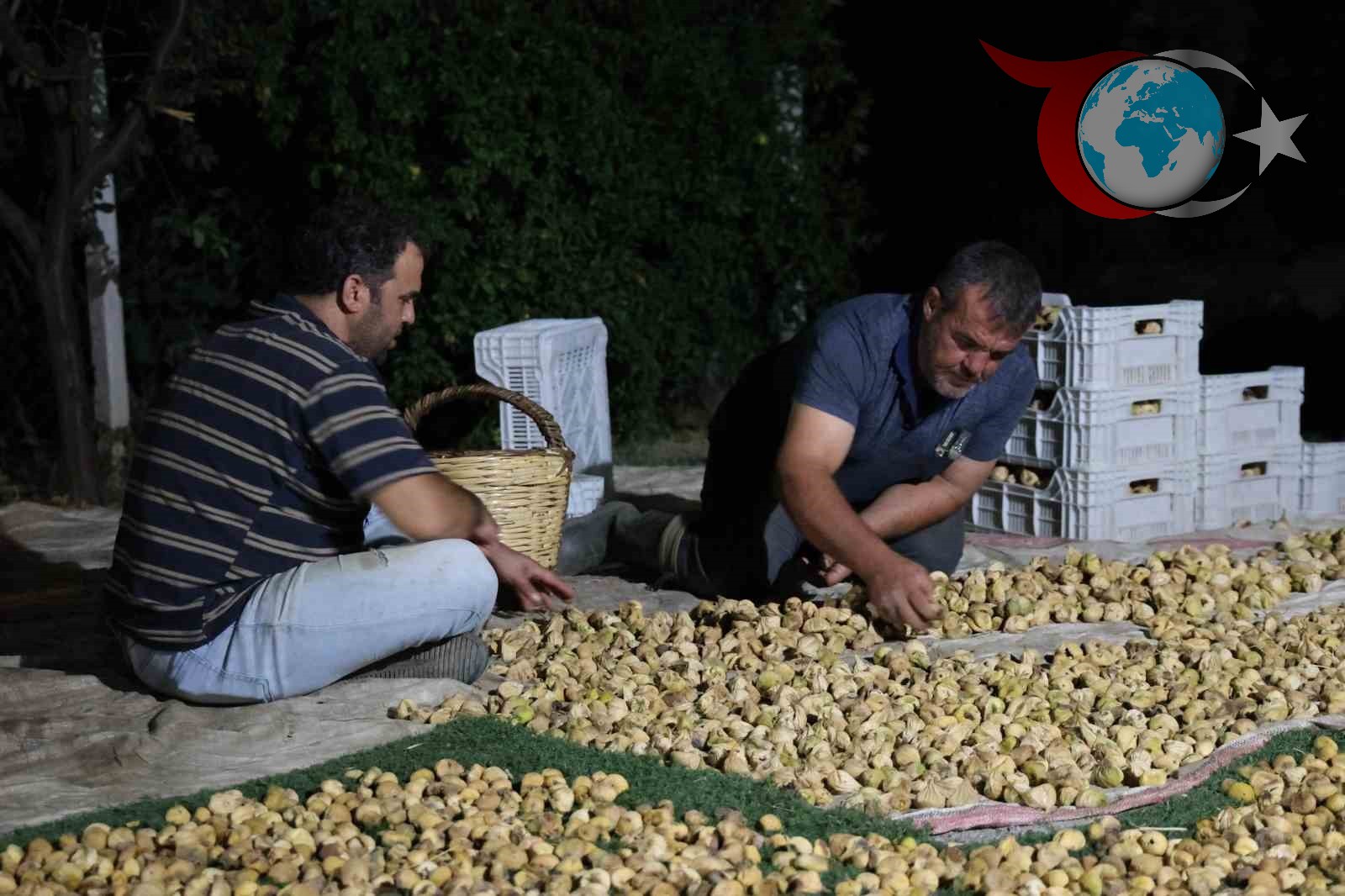 Aydın’da İncir Üreticileri Zorlu Hasat Dönemini Yaşıyor