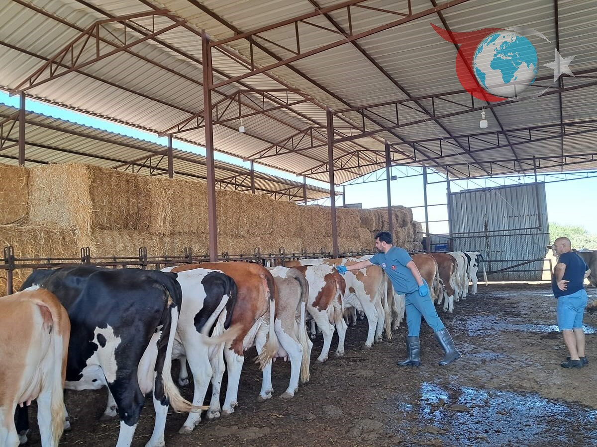 Şap Hastalığı Tedbirleri: Aydın'da 14 Mahalle Karantinada