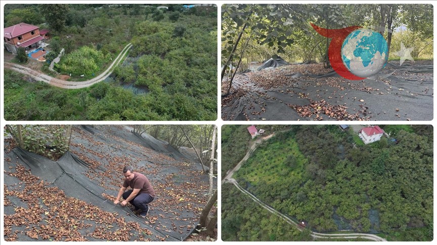 Trabzon'da Fındık Hasadında Yenilik: File Örtüyle Verim Artışı