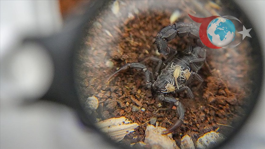 Diyarbakırlı Fidanten'in Akrep Zehriyle Dönüşen Hayali