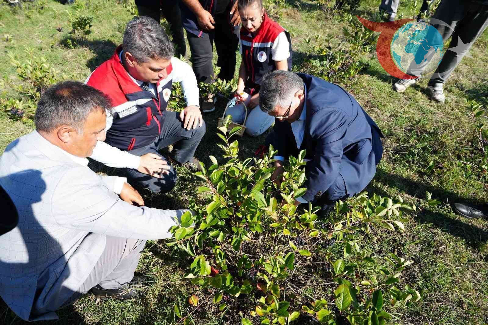 Sinop'ta Aronya Hasadı Başladı: 'Süper Meyve' Ekonomiye Katkı Sağlıyor