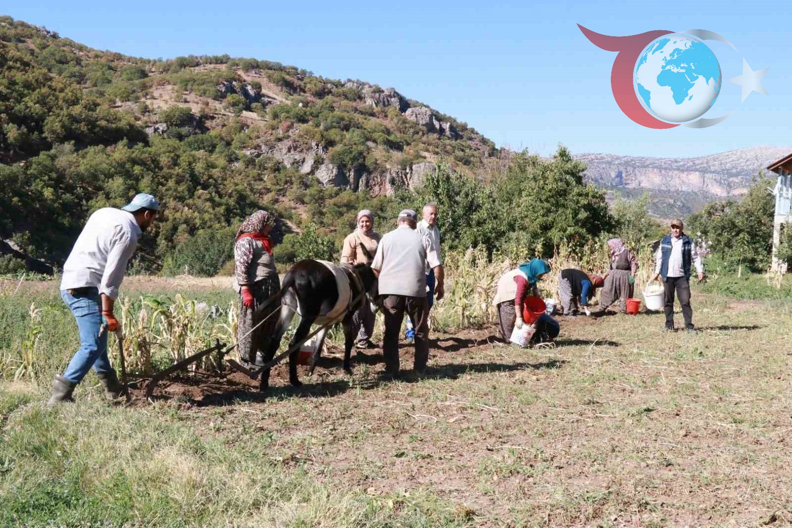 Konya Hadim’de Geleneksel Patates Hasadı Başladı