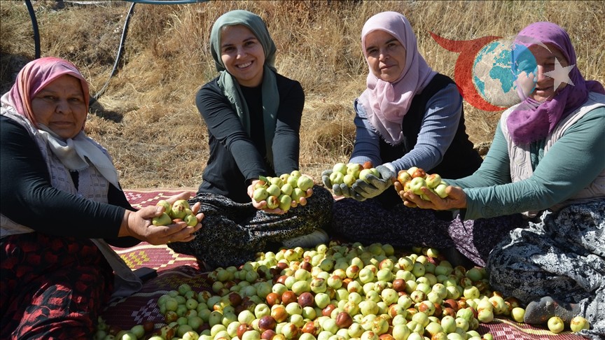 Manisa'nın Söğütçük Mahallesi'nde Hünnap Üretimi Zirveye Ulaştı