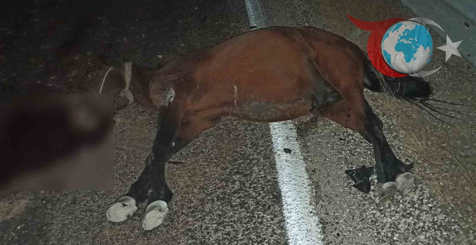 Adıyaman'da Karayoluna Aniden Çıkan At Kazaya Neden Oldu