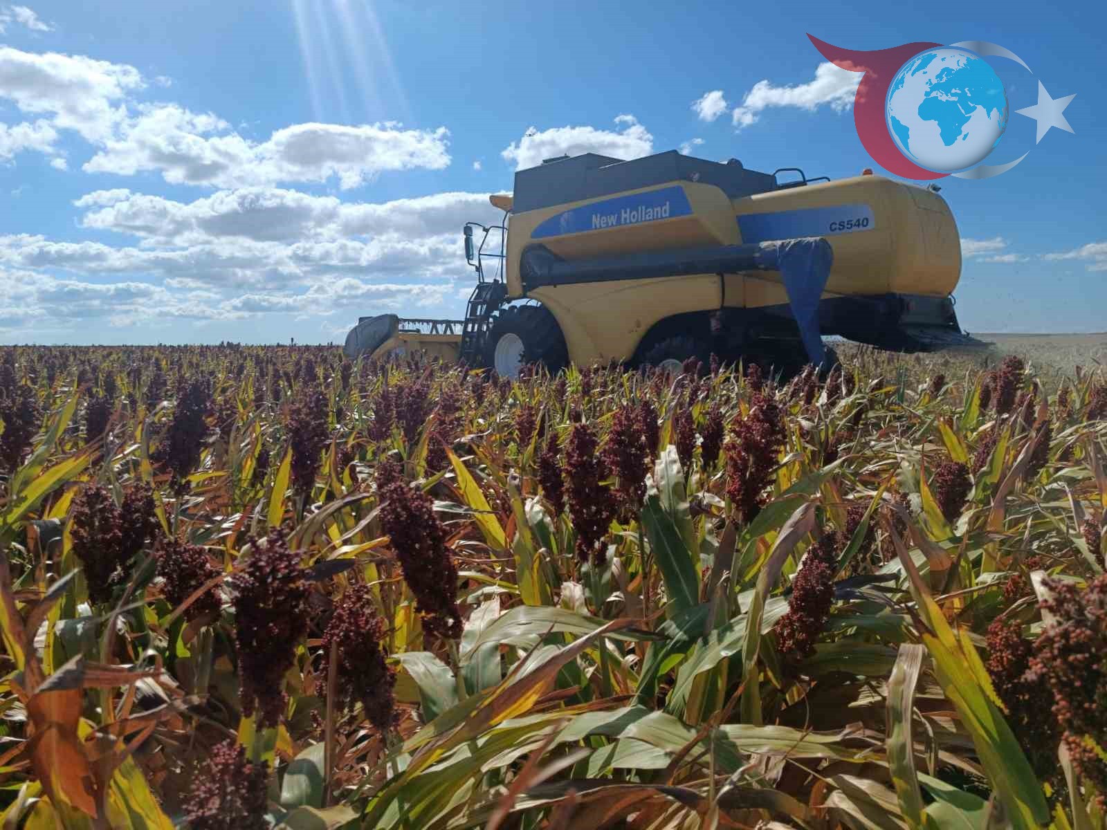 Tekirdağ'da Sorgum Tarımı: Ekonomik ve Sürdürülebilir Çözümler