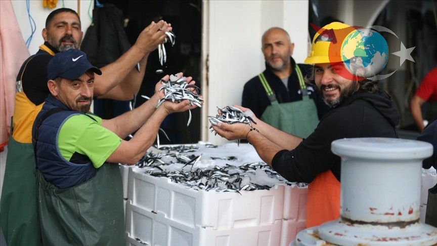Karadeniz'de Hamsi Bereketi: Sezon Güldürüyor