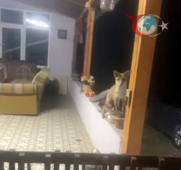 Tekirdağ'da Tilki ile İlginç Dostluk: Yazlık Evin Sürpriz Misafiri