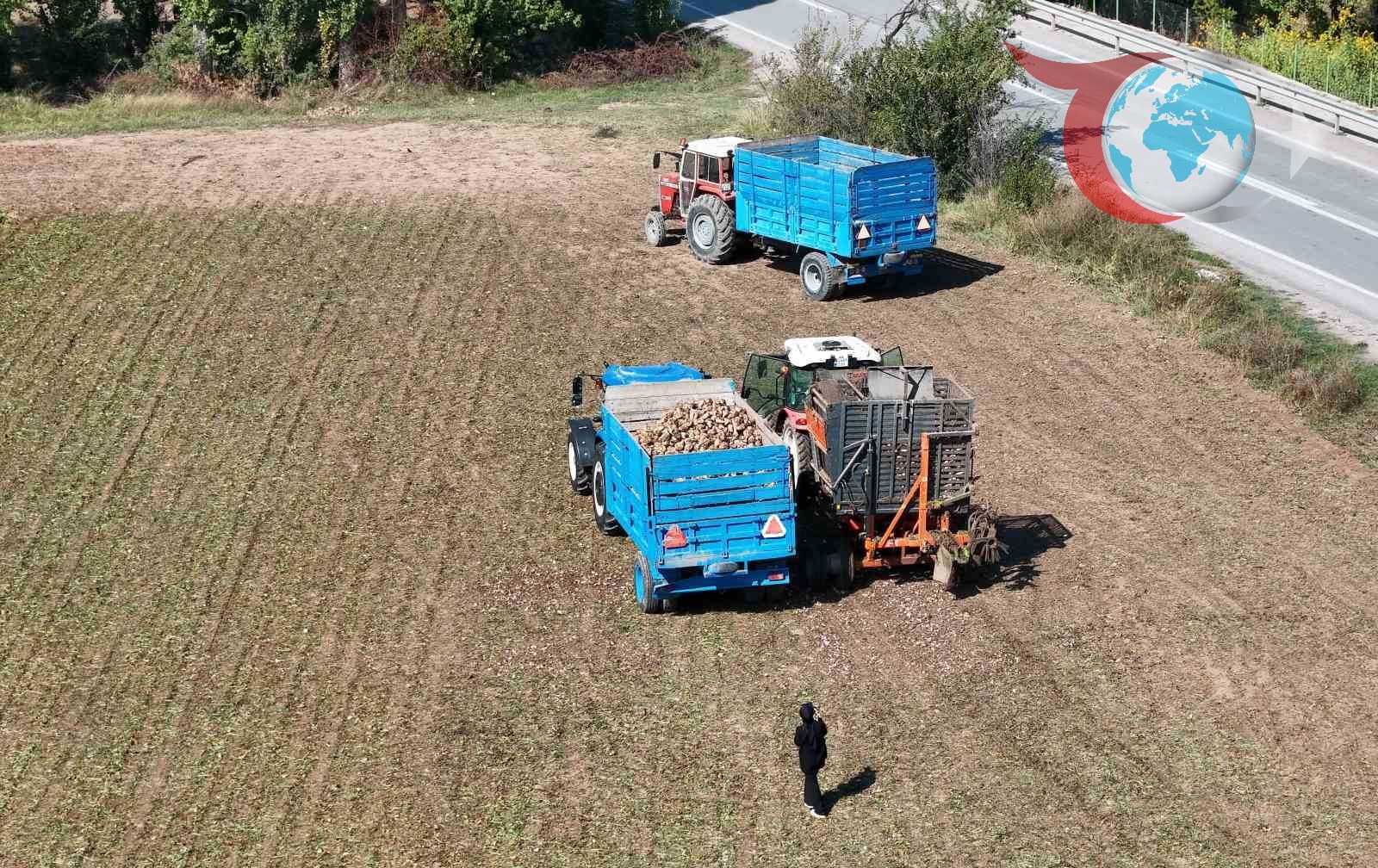 Erzincan'da Şeker Pancarı Hasadı ve Üreticilerin Fiyat Beklentileri
