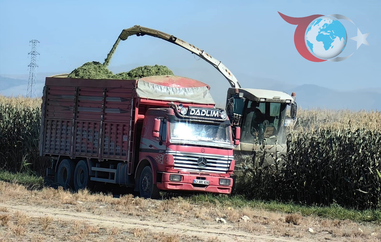 Karapınar'da Mısır Hasadı Erken Başladı: Üreticiler Dane Silajına Yöneliyor