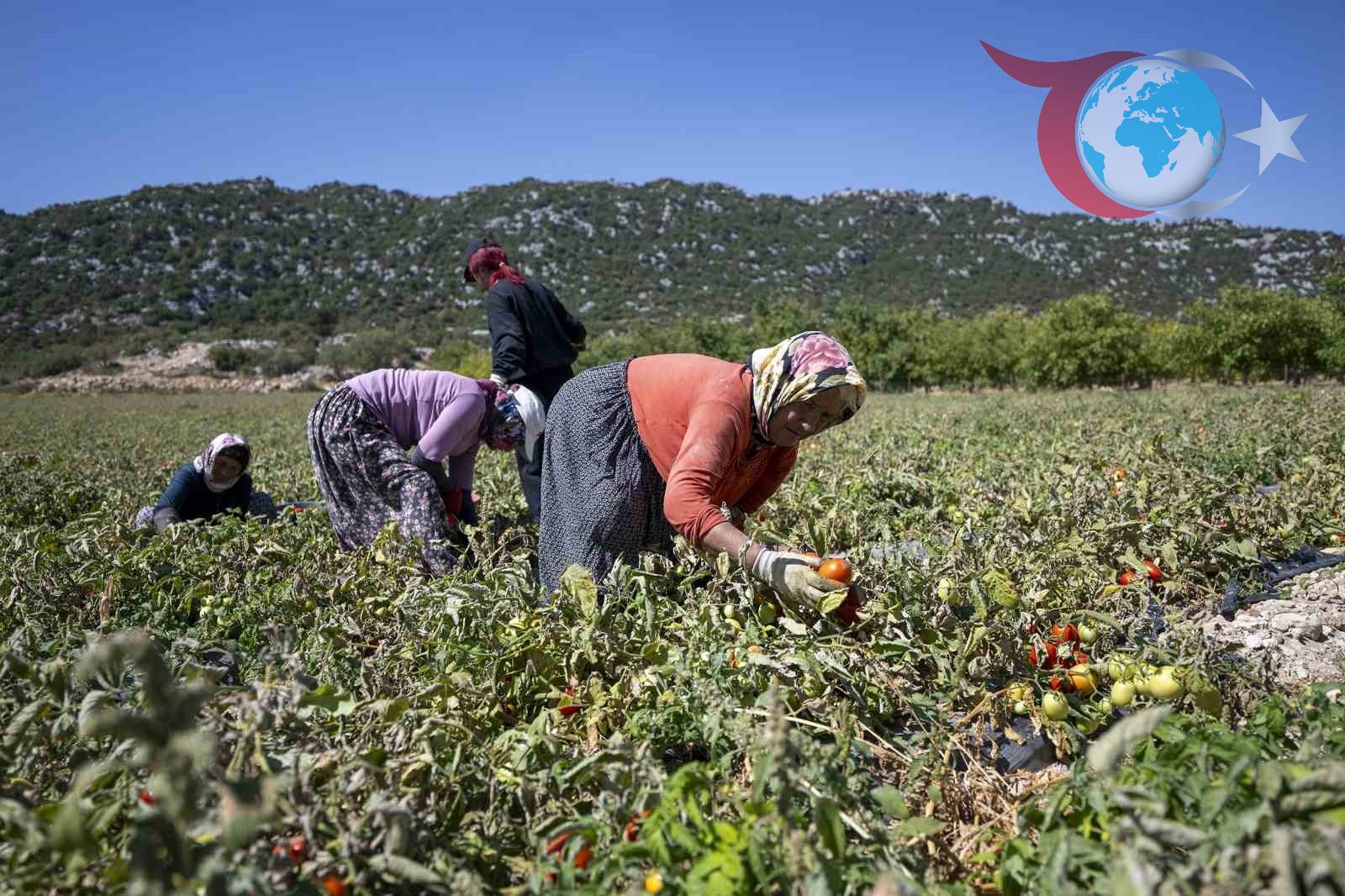 Mersin'de Üreticilere Yüzde 70 Hibeli Domates Fidesi Desteği