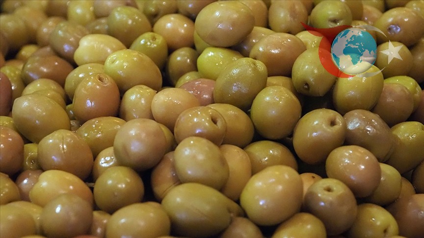 Zeytin İhracatında Tarihi Başarı: Türkiye Dünya Birincisi Oldu