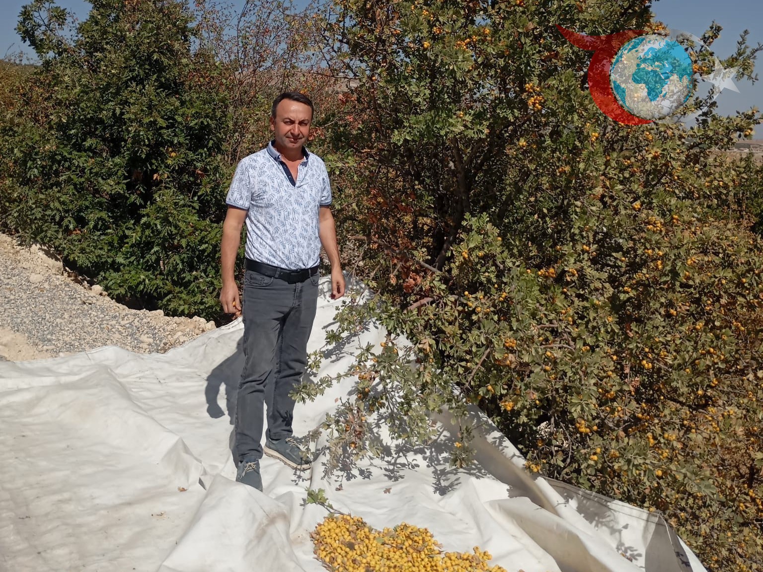 Malatya Akçadağ’da Alıç Hasadı Tüm Hızıyla Devam Ediyor