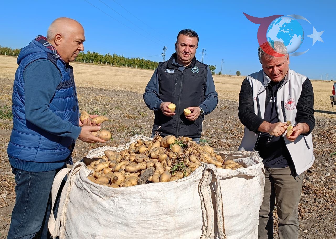 Beyşehir'de Patates Üreticileri Bereketli Bir Sezon Yaşıyor