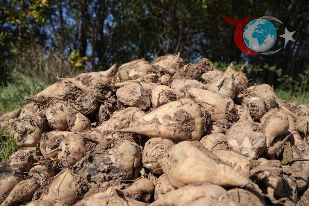 Tarım ve Orman Bakanlığı: Pancarda Üretim Kısıtlaması Gündemde Değil
