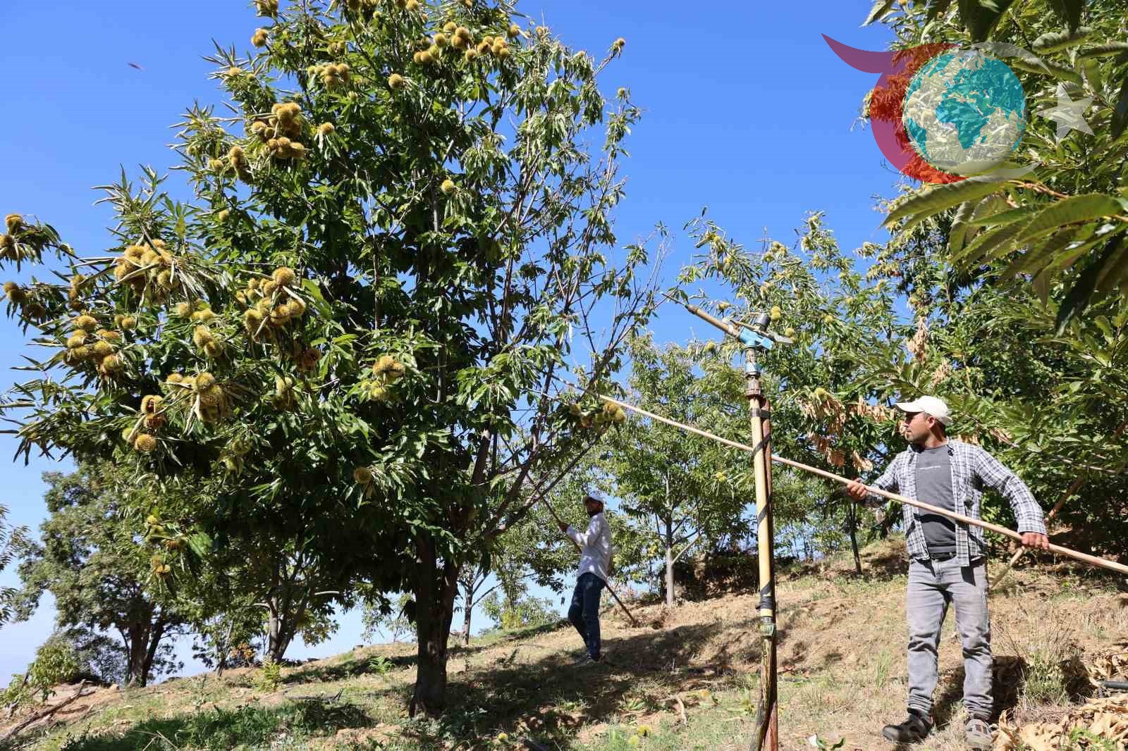 Aydın’da Kestane Hasadı İçin 2025 Yılı İşçi Ücretleri Belirlendi