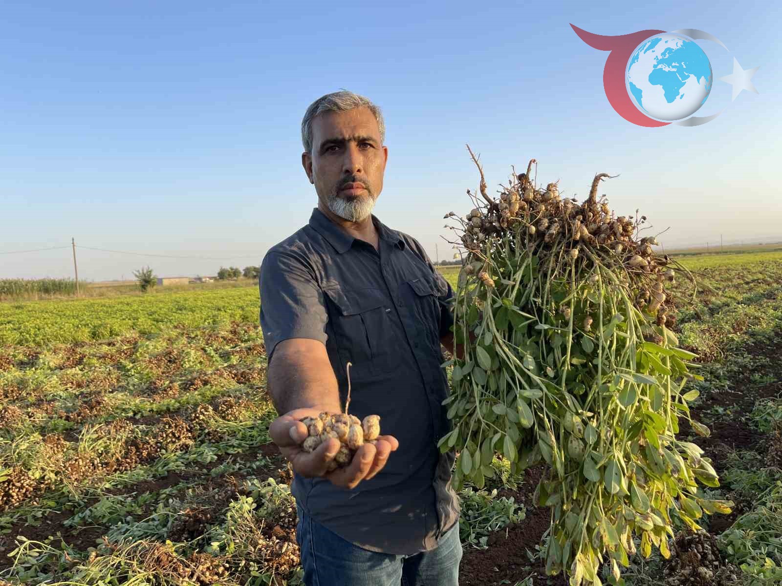 Şanlıurfa'da Yer Fıstığı Üretimi Pamuk Yerine Geçiyor